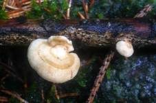 Anissägeblättling, Foto 16