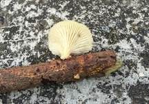 Anissägeblättling, Foto 27