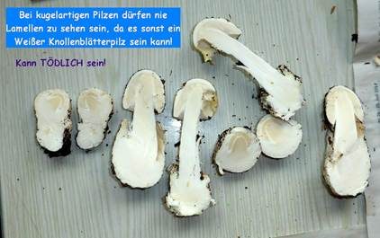 Braunsporiger Zwergbovist, Foto 10