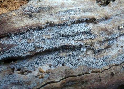 Braunsporiges Pappel-Hängeröhrchen, Foto 3