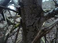 Braunsporiges Pappel-Hängeröhrchen, Foto 6