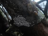 Braunsporiges Pappel-Hängeröhrchen, Foto 7