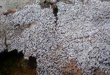 Braunsporiges Pappel-Hängeröhrchen, Foto 8