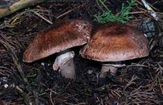 Braunstielliger Blutegerling, Foto 9