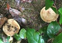 Anistäubling, Foto 13