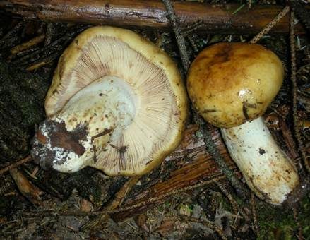 Anistäubling, Foto 4