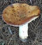 Anistäubling, Foto 8