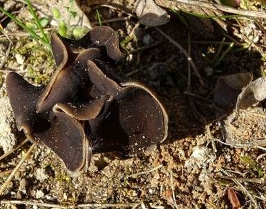 Braunviolette Lorchel, Foto 3