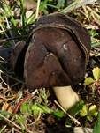 Braunviolette Lorchel, Foto 8