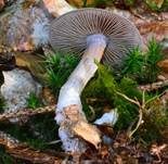 Braunvioletter Dickfuß, Foto 12