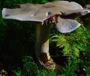Braunvioletter Dickfuß, Foto 15
