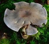 Braunvioletter Dickfuß, Foto 16