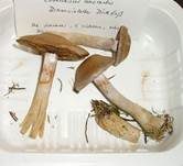 Braunvioletter Dickfuß, Foto 18