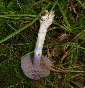Braunvioletter Dickfuß, Foto 5