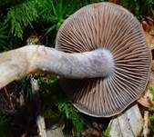 Braunvioletter Dickfuß, Foto 6