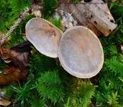 Braunvioletter Dickfuß, Foto 7