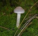 Braunvioletter Dickfuß, Foto 8