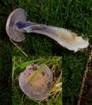 Braunvioletter Dickfuß, Foto 9