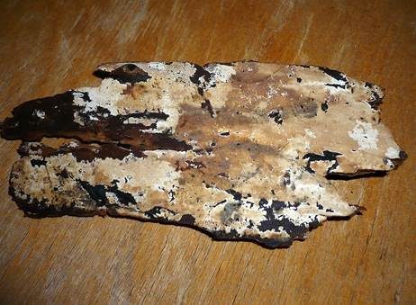 Braunweißer Schichtpilz, Foto 2