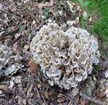 Breitblättrige Glucke, Foto 21