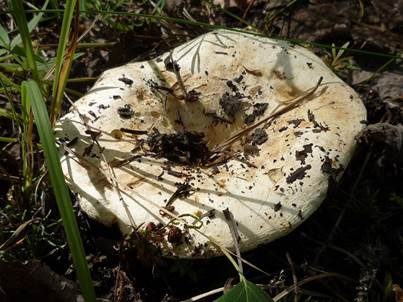 Breitblättriger Weißtäubling, Foto 3