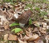 Breitblättriger Weißtäubling, Foto 13