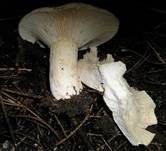 Breitblättriger Weißtäubling, Foto 16