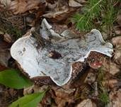 Breitblättriger Weißtäubling, Foto 18