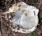 Breitblättriger Weißtäubling, Foto 28