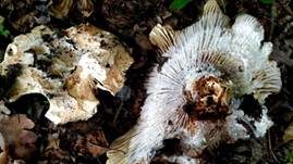 Breitblättriger Weißtäubling, Foto 32