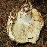 Breitblättriger Weißtäubling, Foto 6