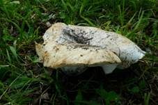 Breitblättriger Weißtäubling, Foto 8