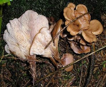 Aniszähling, Foto 2