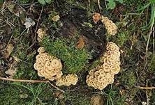 Aniszähling, Foto 19
