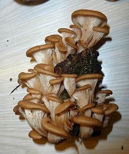Aniszähling, Foto 5