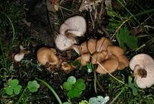 Aniszähling, Foto 32