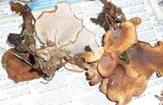 Aniszähling, Foto 34