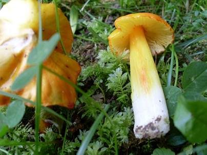 Breitsporiger Saftling, Foto 4