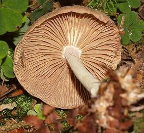 Brennender Rübling, Foto 4