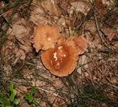 Brennender Rübling, Foto 25