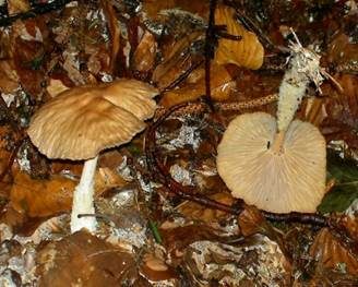 Brennender Rübling, Foto 5