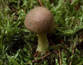 Brennender Rübling, Foto 6