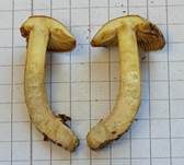 Brennender Rübling, Foto 10