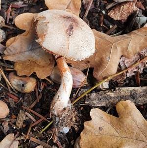 Anlaufender Egerlingsschirmling, Foto 2
