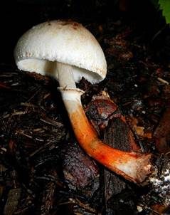 Anlaufender Egerlingsschirmling, Foto 3