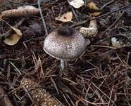 Anlaufender Egerlingsschirmling, Foto 13