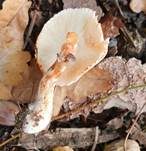 Anlaufender Egerlingsschirmling, Foto 14
