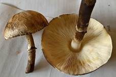Anlaufender Egerlingsschirmling, Foto 16
