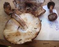 Anlaufender Egerlingsschirmling, Foto 19