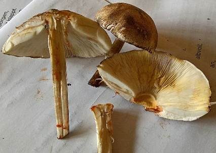 Anlaufender Egerlingsschirmling, Foto 4